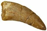 Bargain, Carcharodontosaurus Tooth - Real Dinosaur Tooth #341257-1